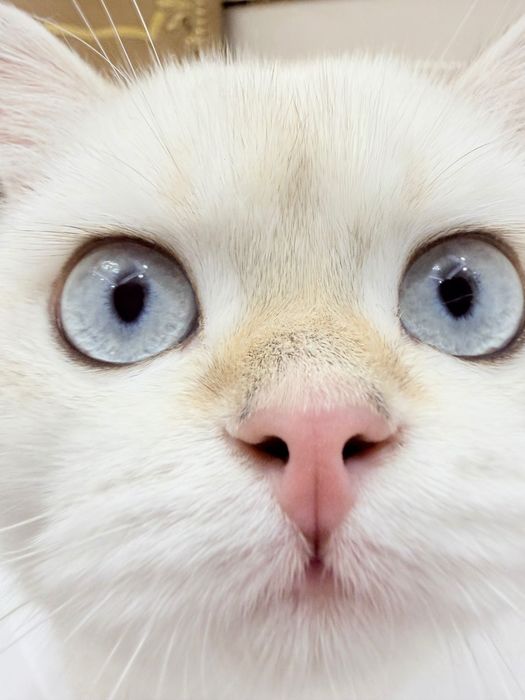 Короткошёрстная белая шиншилла