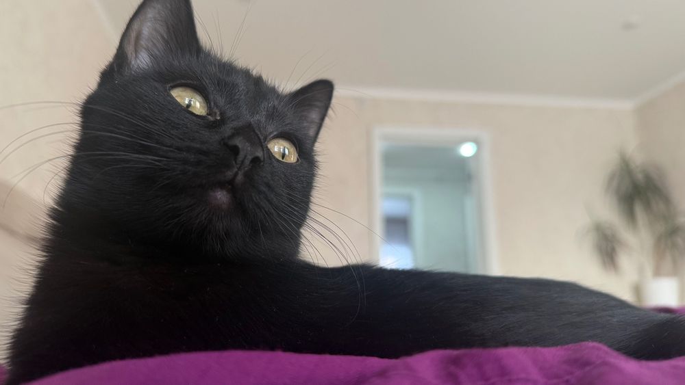 Кошечка в добрые руки