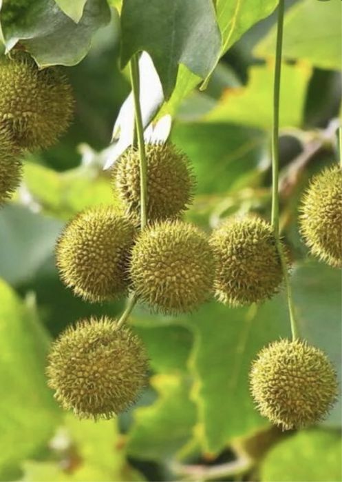 Семена Платана ( Чинар)