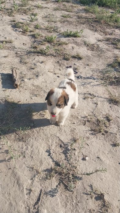 Төбет күшіктер сатылады