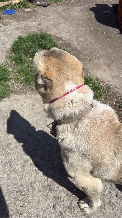 Алабай срочно продам