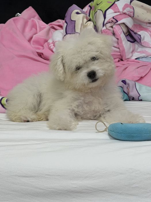 Bichon Frise de vânzare
