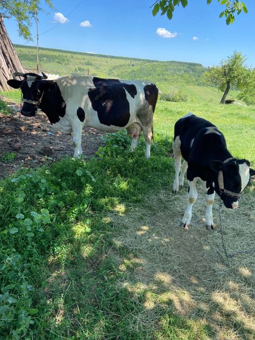 Disponibil vacă holstain gestanta în 4 luni  cu vițel de 6 luni