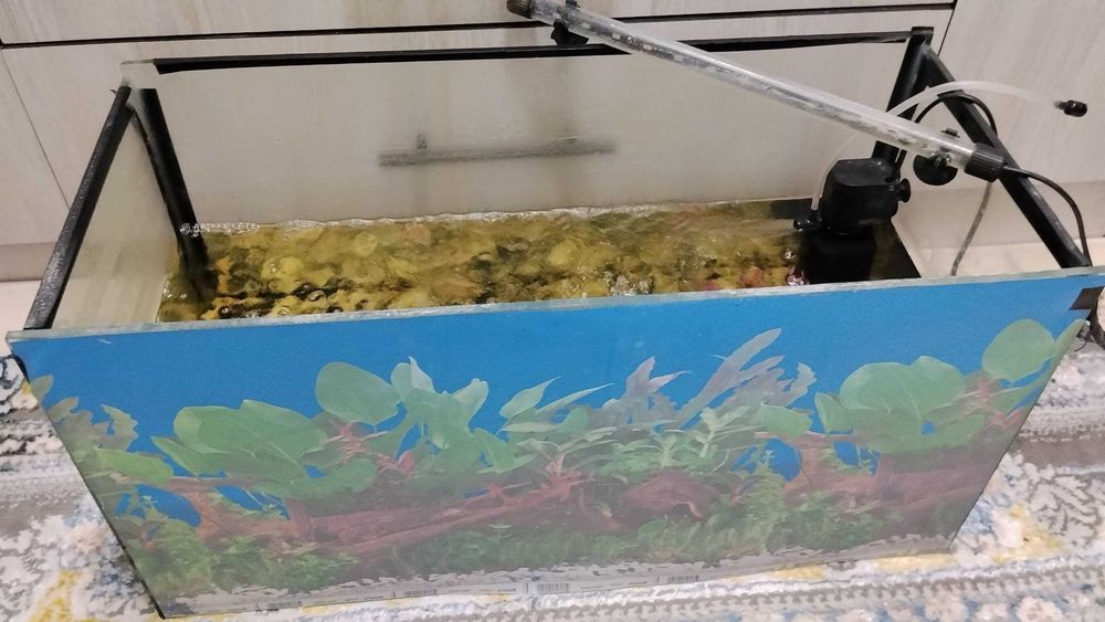 AKVARIUM baliqlari bilan