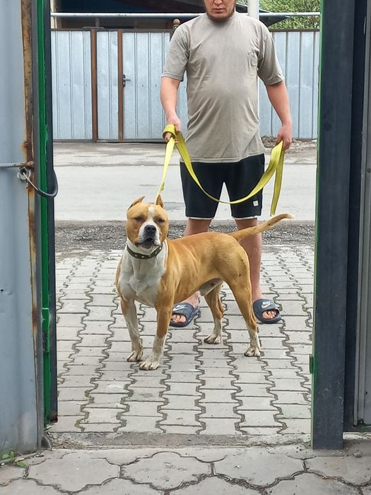 Продам Питбуля  или обменяю