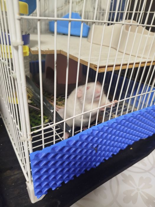 Продам декоративных крыс