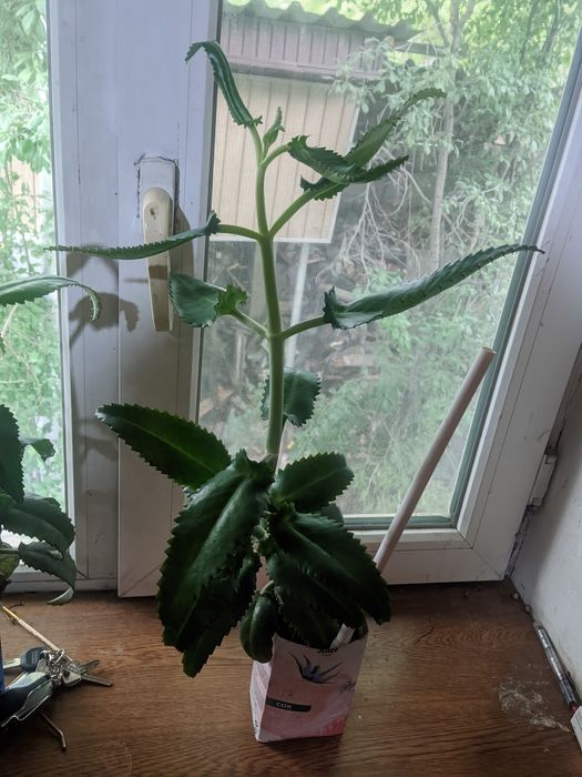 Крупный мощный каланхоэ