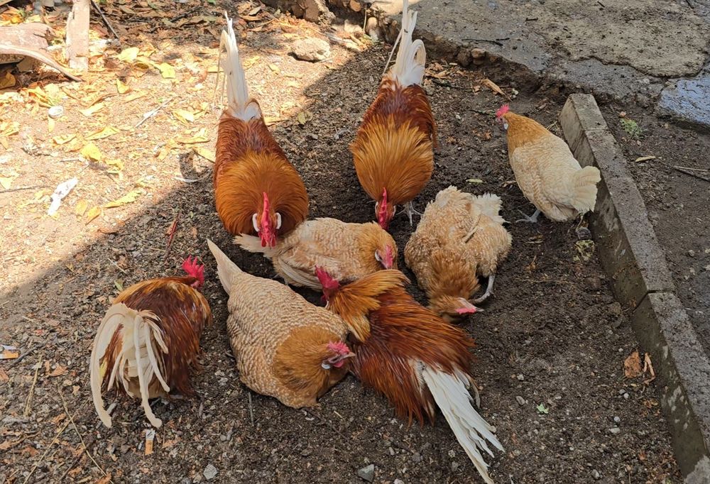 Продавам чифт Фризийска чайка