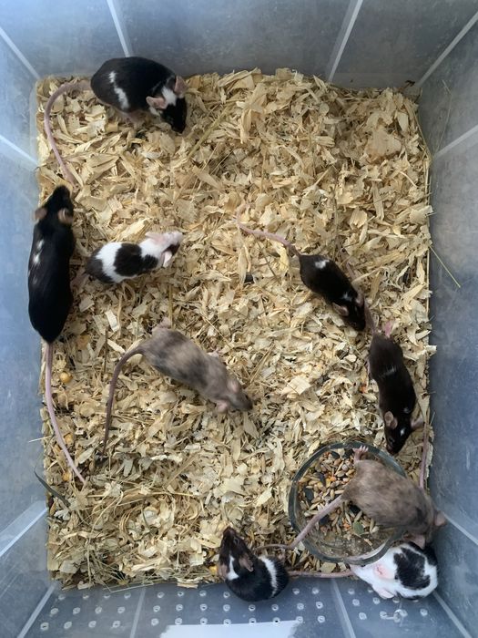 Мыши декоративные(самцы)