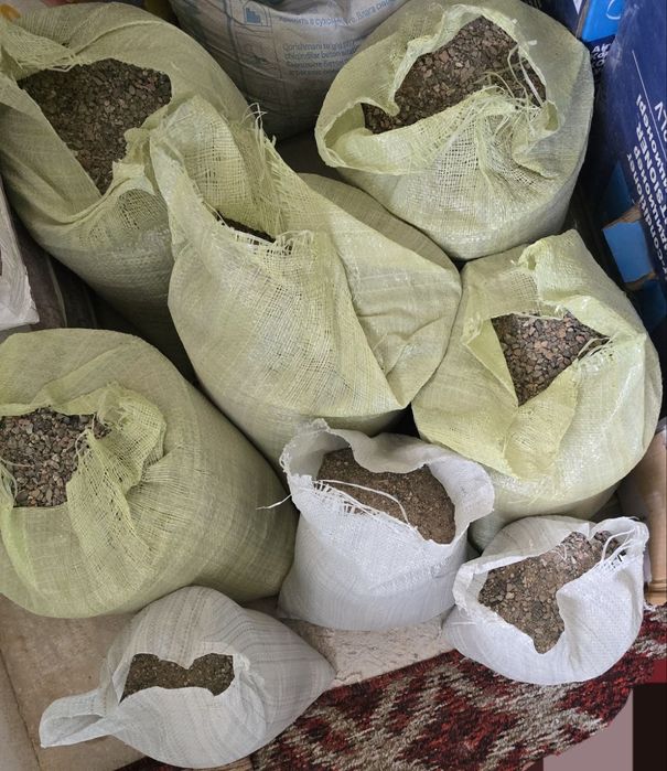 Бесплатно клинец(шагал)