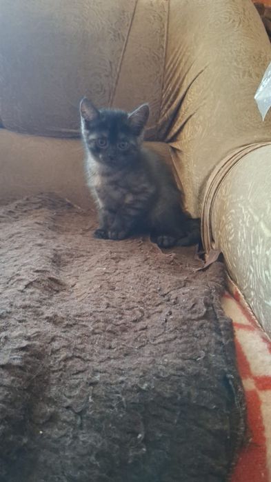 Отдам даром котят