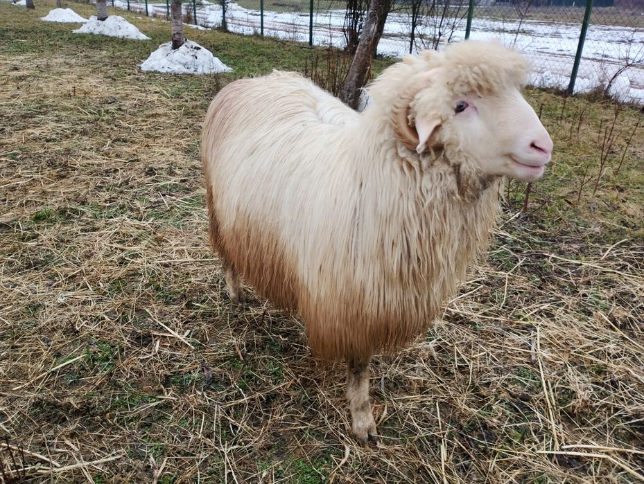 Berbec și noatin de vanzare