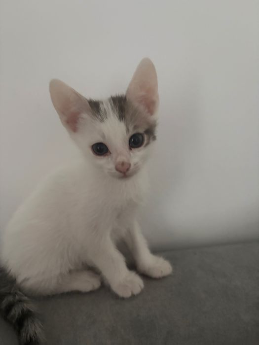 Adopții pisici familie responsabilă