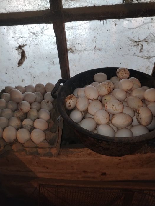 Продам поросят куринесушек