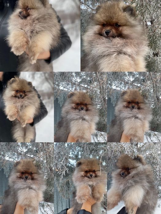 Остался один красавчик