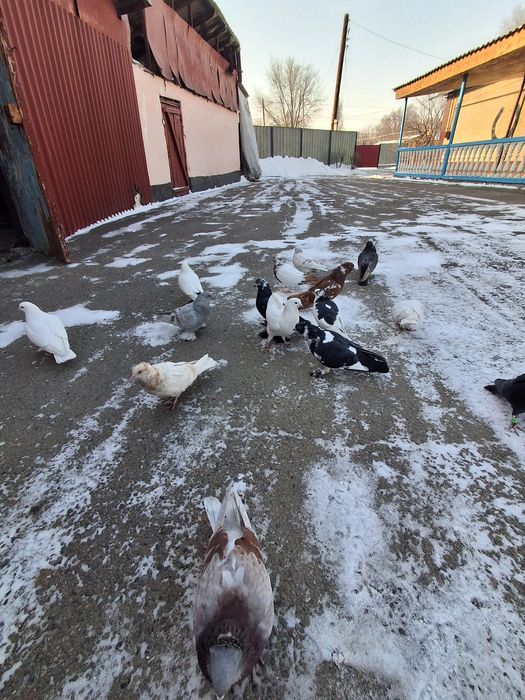 Голуби бакинцы тасманы