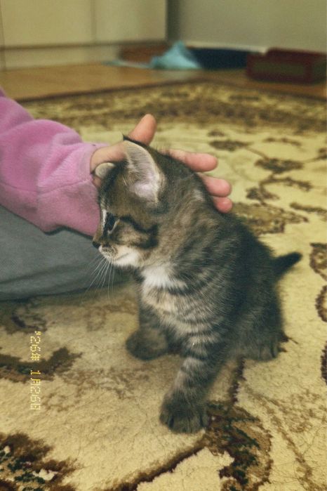 Продаю котенка 1,5 месяца