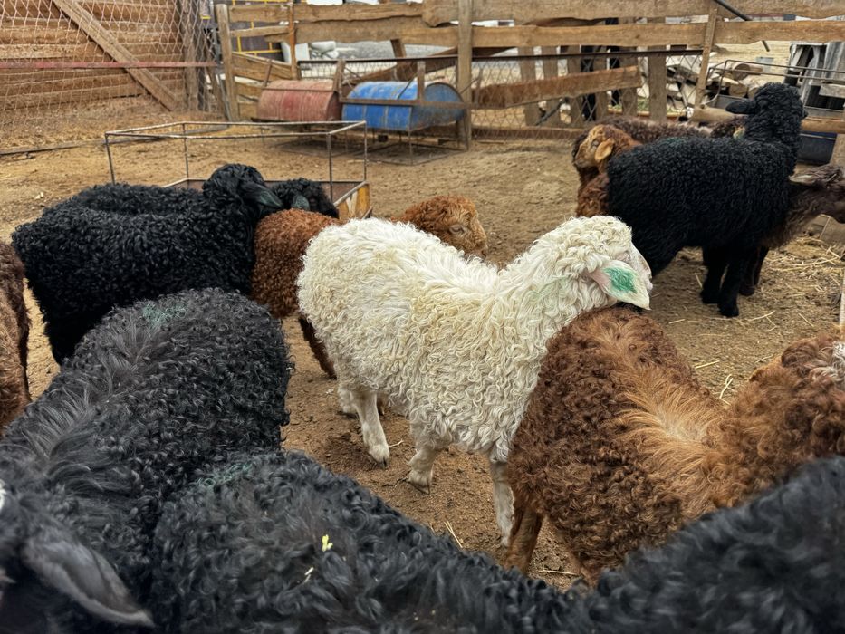 Оттыққан Қозылар Марқа қозылар