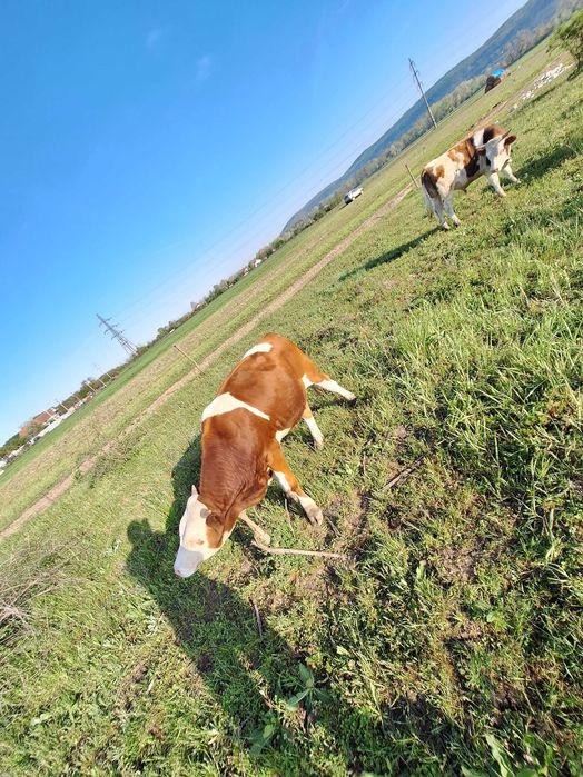 Vand taurasi din rasa BR