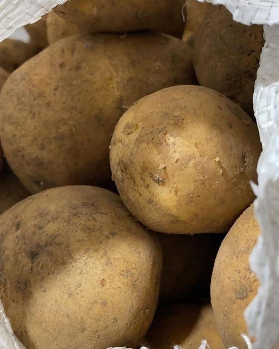 Картофель Картофель