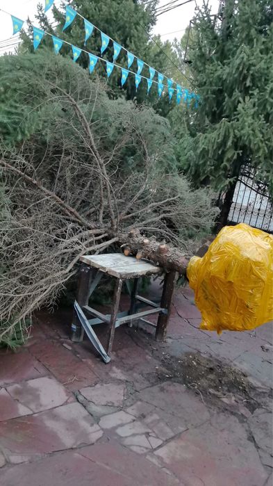 Живая новогодняя Ёлка