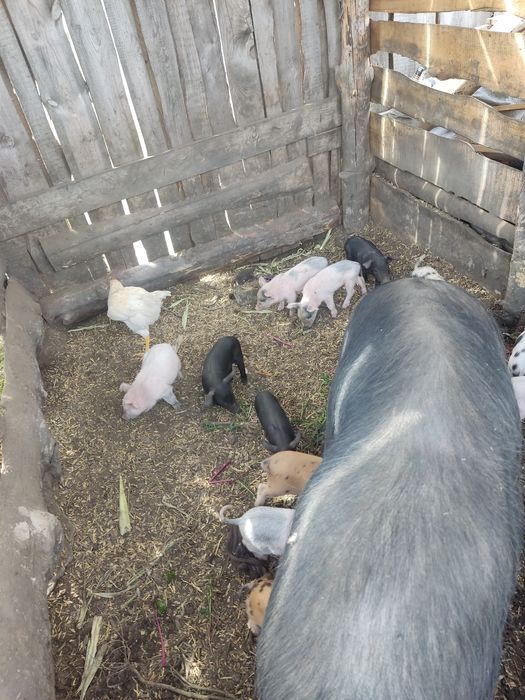 Продам свиноматку