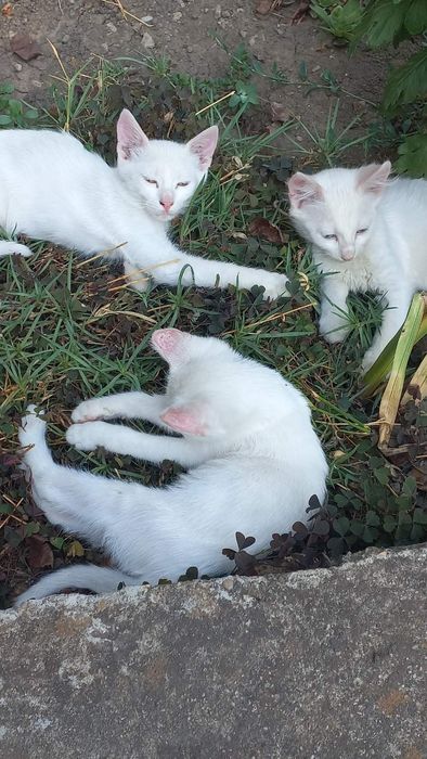 Подарявам котета