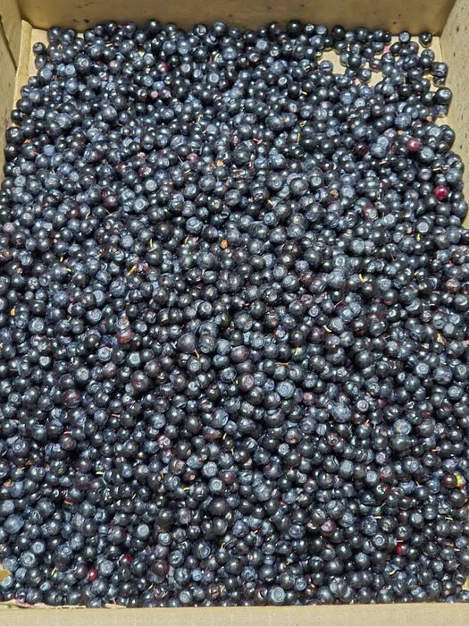 Продам чернику свежую, чистая