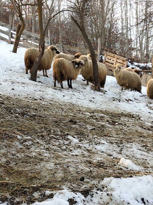Vând 6 noatine și un berbecuț breaz