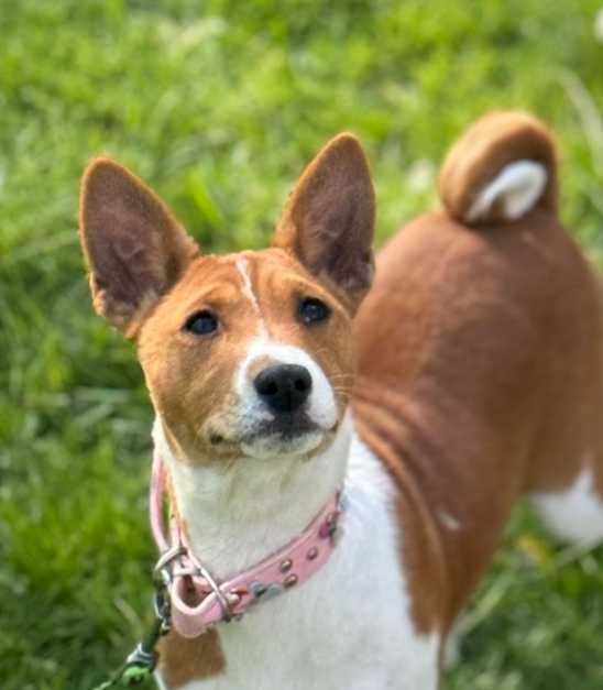 Кученце басенджи. Червено женско. Дъщеря на шампиони.