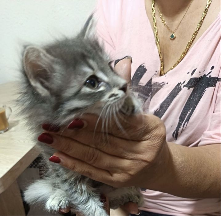 Отдадим котят в хорошие руки