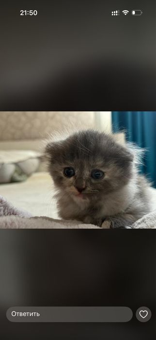 котята шотландский вислоухий