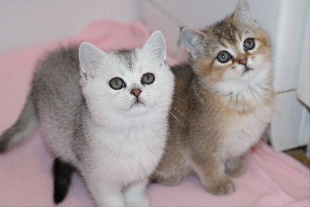 Британски късокосмести котенца