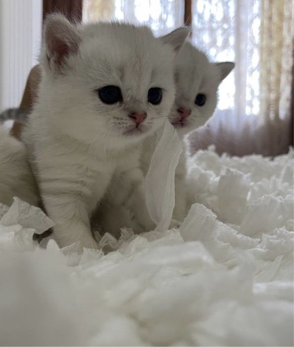 Вязка кот BRI ns11