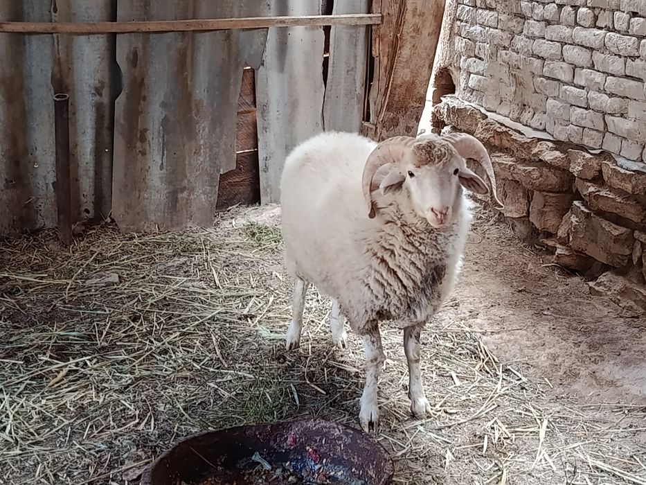 Меринос кошкар сатылады
