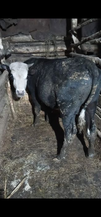 Продаются 3 быка