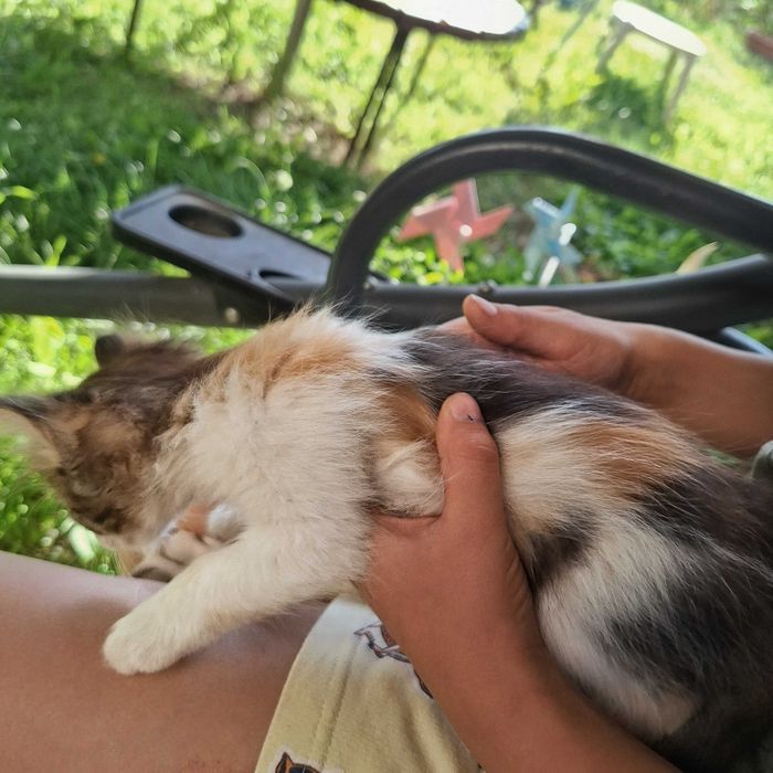 Adoptie pisici jucăuși si drăguți