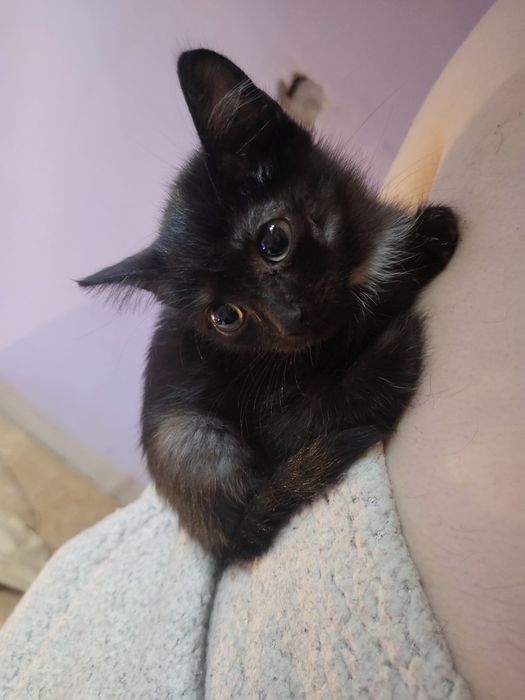 СРОЧНО ищет дом котенок