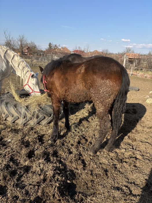 De vanzare o iapa de 4 ani si manza iei de 8 luni