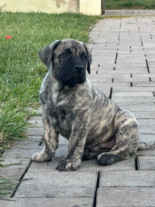 Presa Canario, Pedigree FCI tip A, Părinți Campioni,