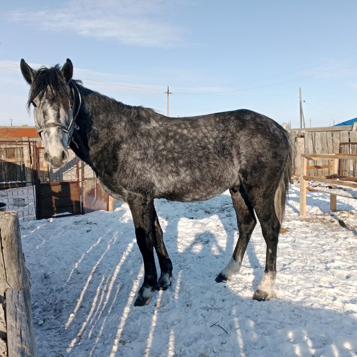 Продам Жеребца спокойный