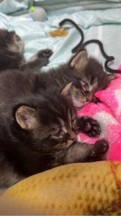 Чистокровные котята мейн кун