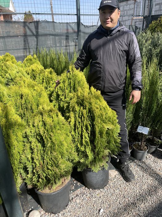 Декоративные растения