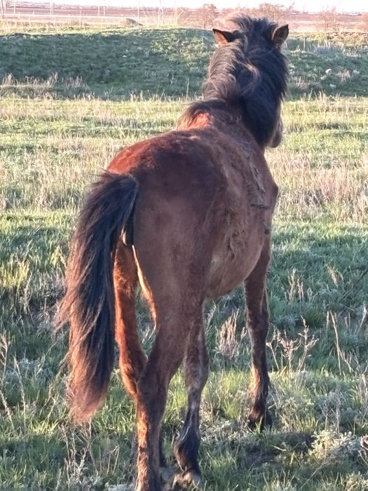 Ұрғашы тай байтал сатылады