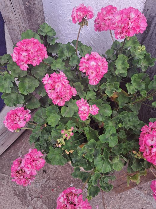 Продам герань укорененную