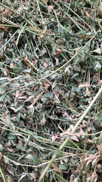 ‼️Baloti de lucerna producție 2025 ‼️