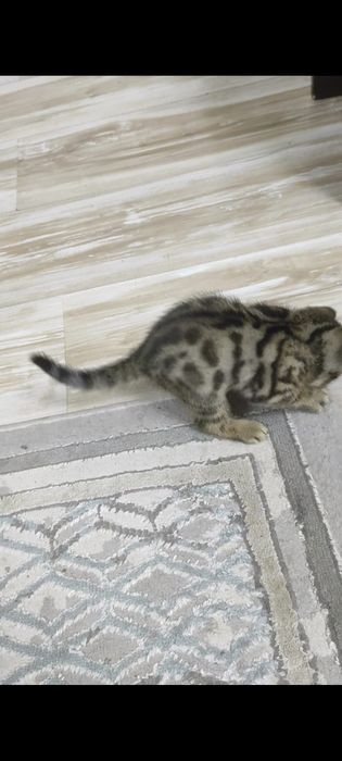 Бенгальские котята