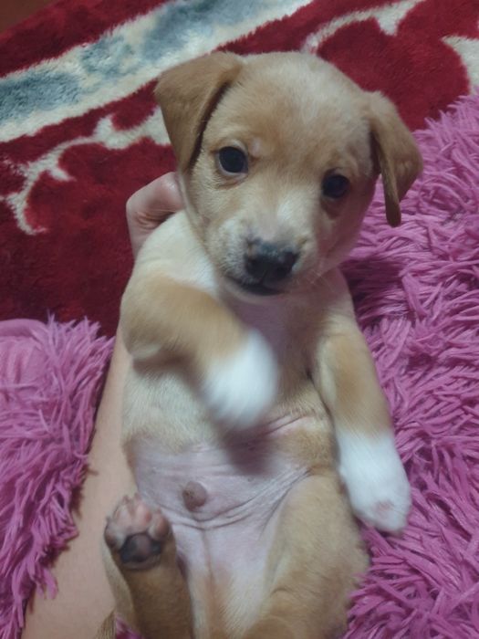 Отдаём щенков в хорошие руки бесплатно