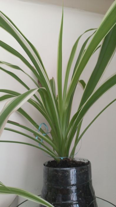 Продам Хлорофитум.