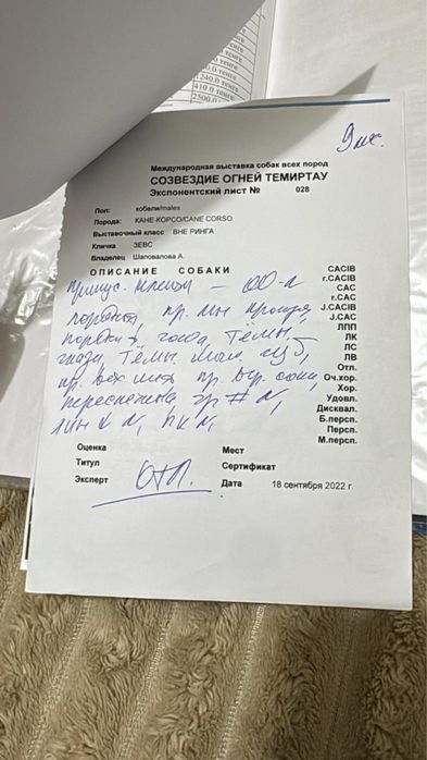 Продаются щенки cane corsо